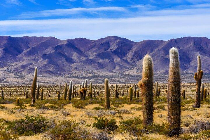 From Salta: Full-day tour to Cachi and Los Cardones National Park