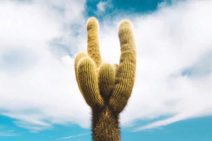 From Salta: Full-day tour to Cachi and Los Cardones National Park