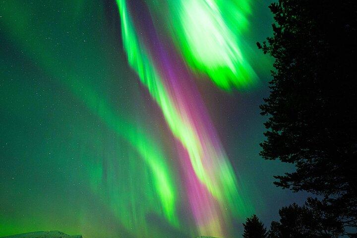 Northern Lights Chase Tour in Tromso