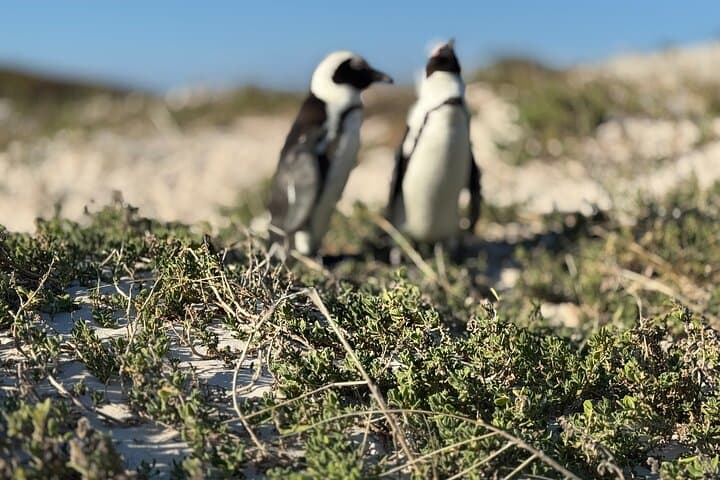 Cape Peninsula Cape of Good Hope and Penguins Tour in Cape Town