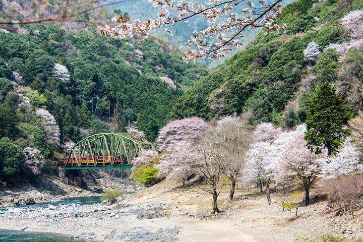 Kyoto Nara Arashiyama Bamboo Grove Scenic Railway Tour from Osaka