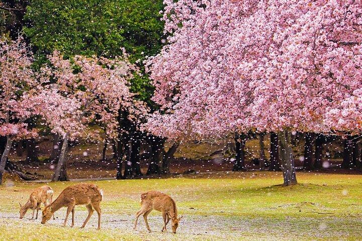 Kyoto Nara Arashiyama Bamboo Grove Scenic Railway Tour from Osaka