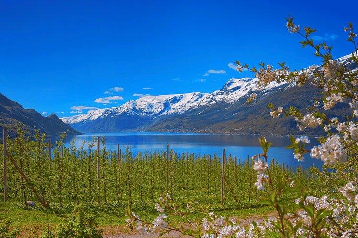 Guided tour to Hardangerfjord with Waterfalls and Ferry Crossing
