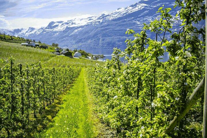 Guided tour to Hardangerfjord with Waterfalls and Ferry Crossing