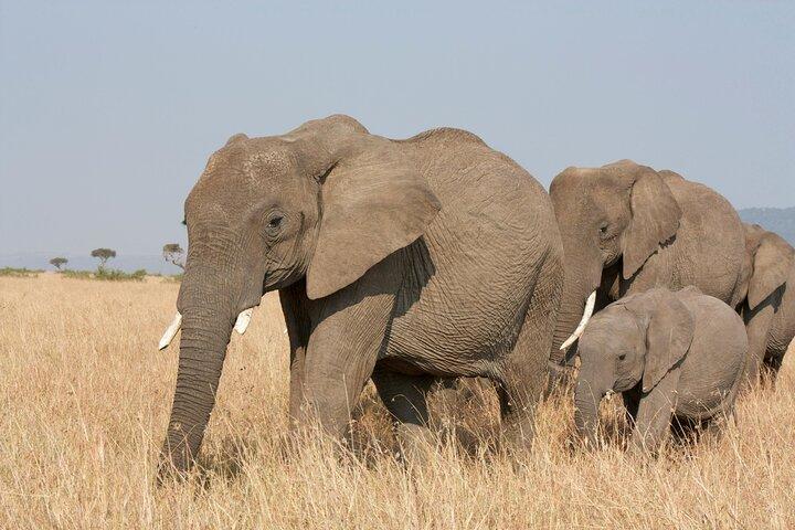 Overnight safari to Amboseli National Park from Nairobi