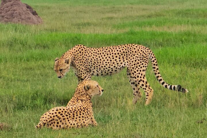 5 Hours Nairobi National Park and Giraffe Center