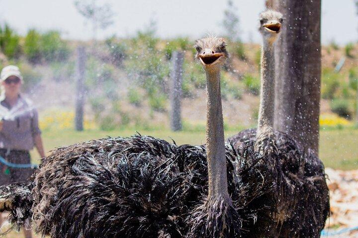 PVT Guided Tour: Sydney Opera House and Featherdale Wildlife Park