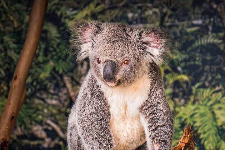 PVT Guided Tour: Sydney Opera House and Featherdale Wildlife Park