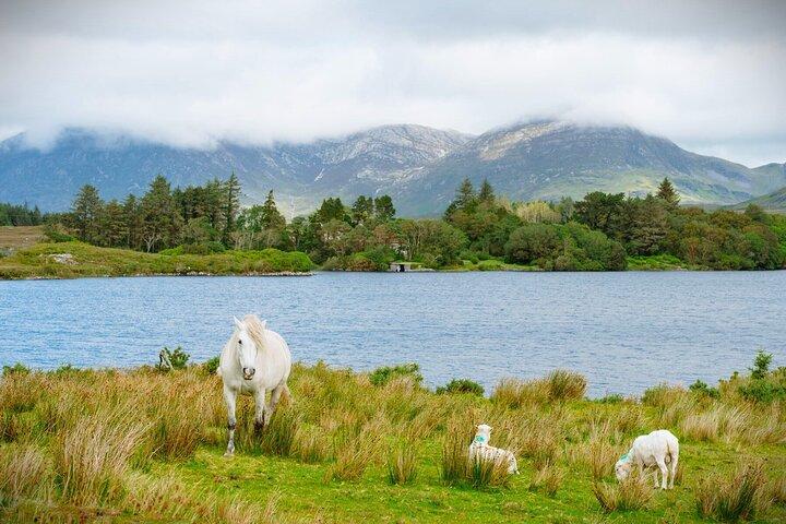 Connemara, Kylemore Abbey& Sheepdog herding demo from Galway City