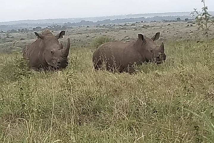 Half Day Nairobi National Park Experience