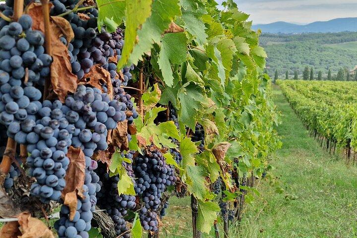 Private Wine Tour Top Wineries, Limousine Service, Florence Tours