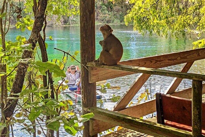 Silver Springs Jungle Kayaking and Paddleboarding