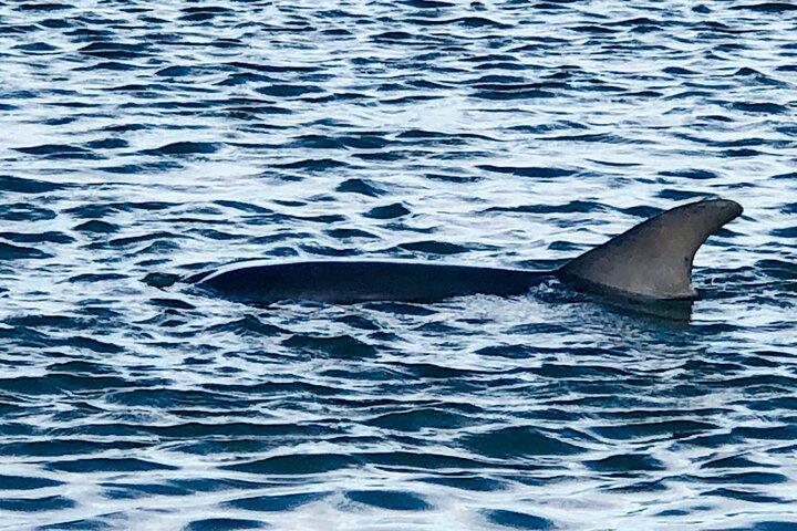 Folly Dolphin Adventure (Private or Public) to 12 guests
