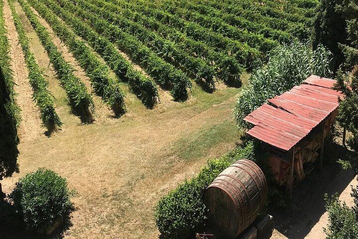 Guided tour with wine tasting and local organic products