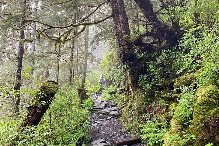 3-Hour Rainforest, Beach & Wildlife Walk