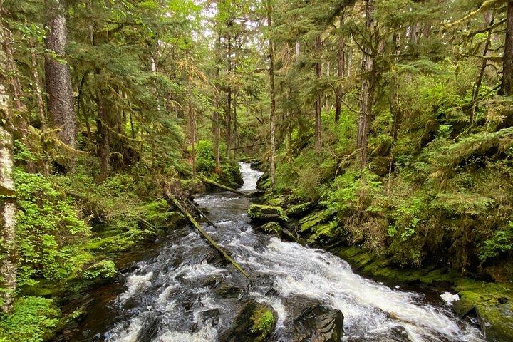 3-Hour Rainforest, Beach & Wildlife Walk