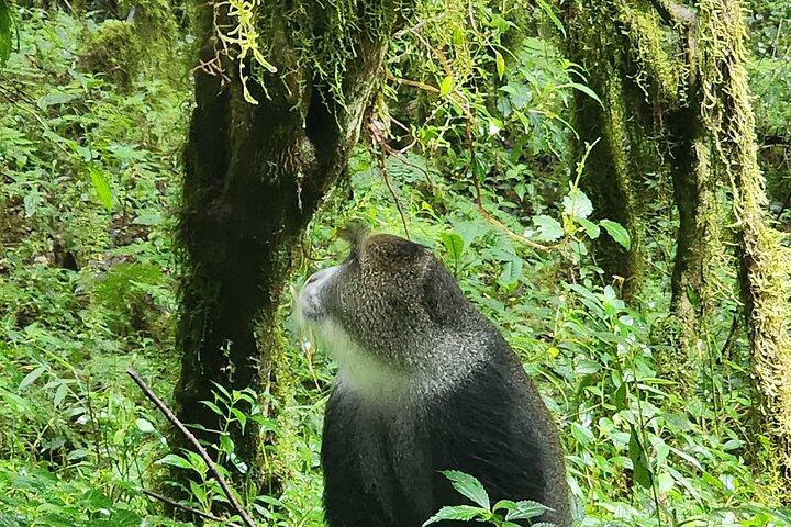 Mount Kilimanjaro Day Hike