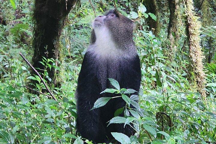 Mount Kilimanjaro Day Hike