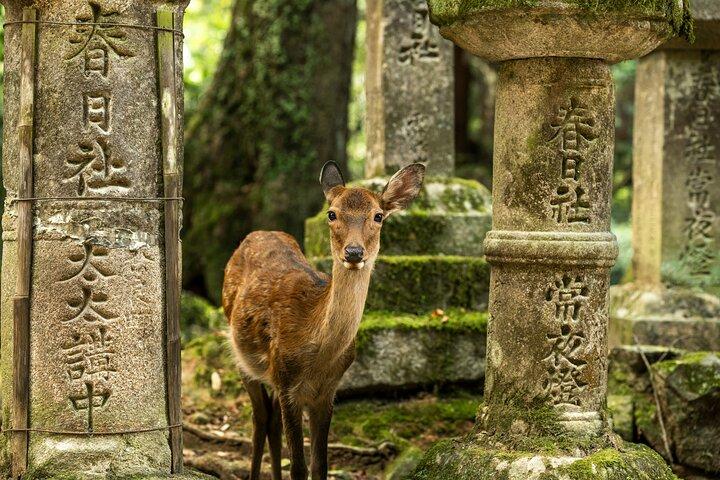 Kyoto&Nara Private Highlights Tour with English driver