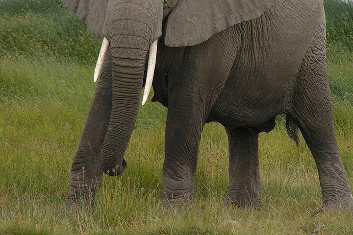 Private Full Day Tour to Amboseli from Nairobi