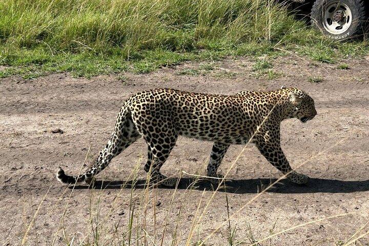 Private Full Day Tour to Amboseli from Nairobi