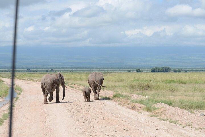 Private Full Day Tour to Amboseli from Nairobi