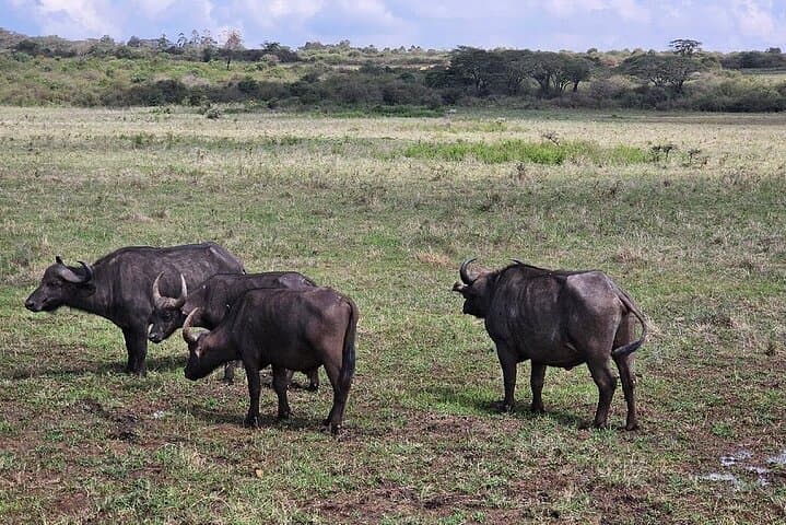 Private Half Day Tour at Nairobi National Park