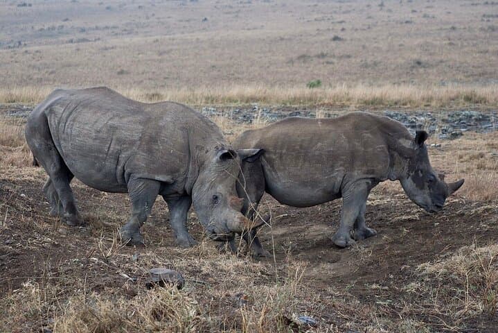 Private Half Day Tour at Nairobi National Park