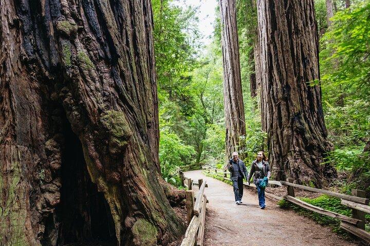 Muir Woods and Sausalito Tour (Return by Bus or Ferry)