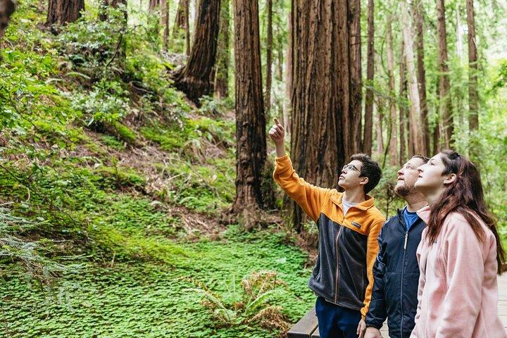 Muir Woods and Sausalito Tour (Return by Bus or Ferry)