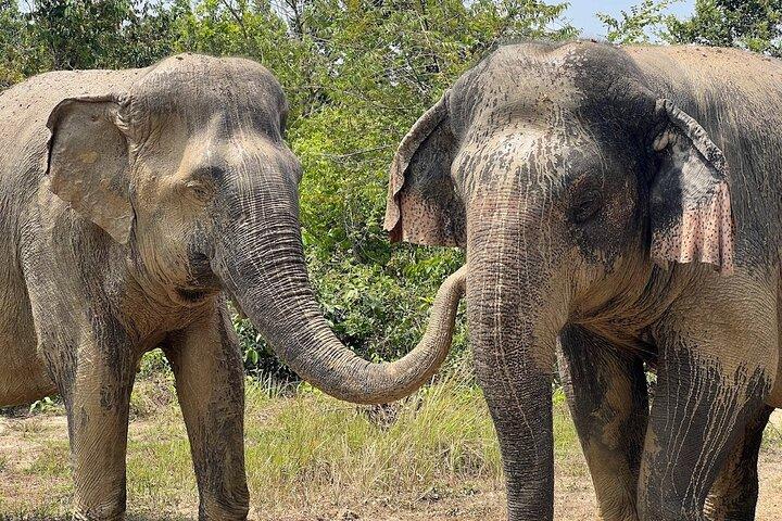 Special Kulen Elephant Forest Tour with Airport Transfer