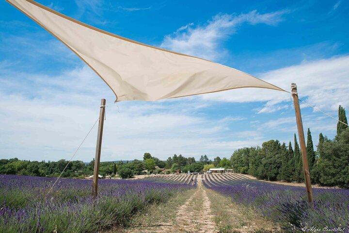 From Aix-en-Provence : Lavender & Wine Sidecar Tour