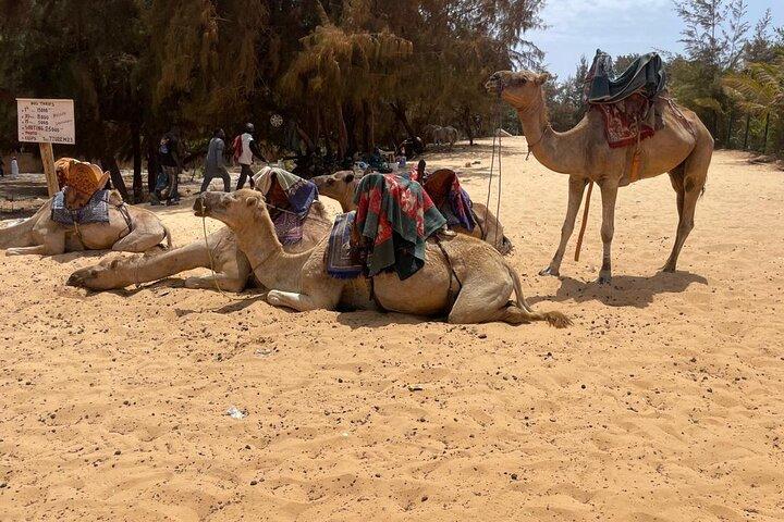 Cultural Excursions ( Goree Island and Lac Rose) with SENEXPAT