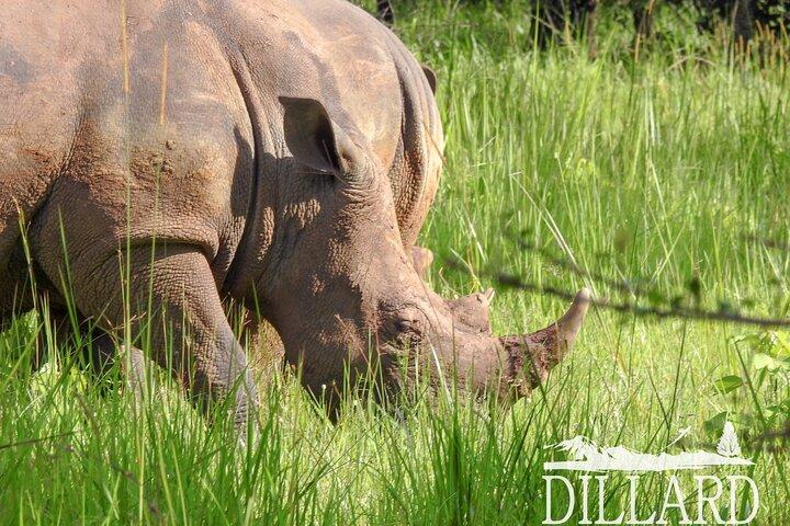 1 Day Budget Rhino Trekking at Ziwa Rhino Sanctuary