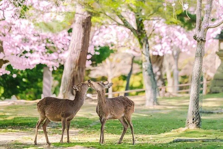 Kyoto & Nara Day Tour: Kiyomizu-dera, Fushimi Shrine & Nara Park