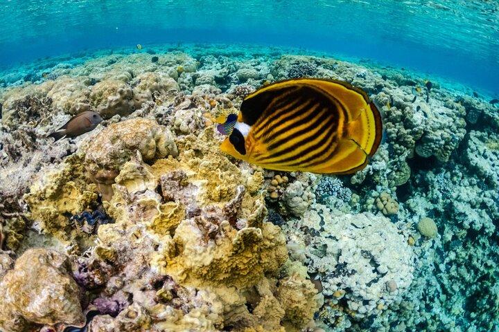 Ras Mohamed Snorkeling Tour by Bus – Sharm El Sheikh Trip
