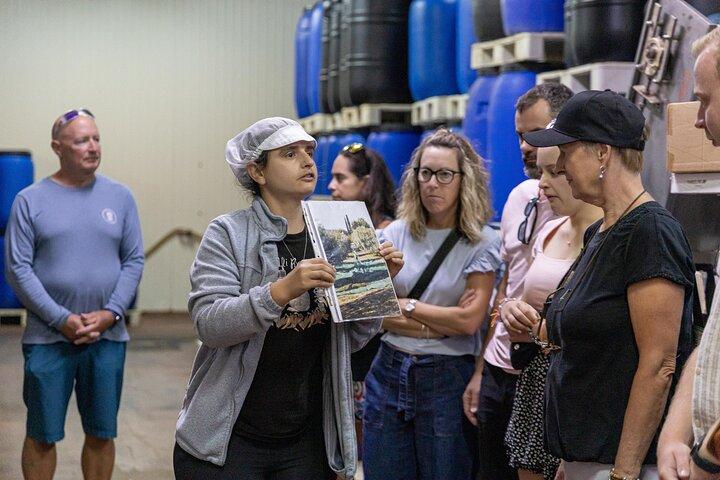 Tavira: Guided Table Olives Factory Tour & Tasting Experience