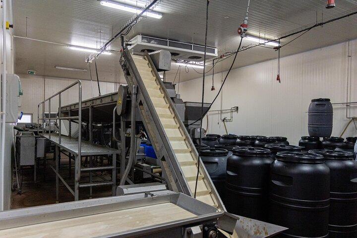 Tavira: Guided Table Olives Factory Tour & Tasting Experience