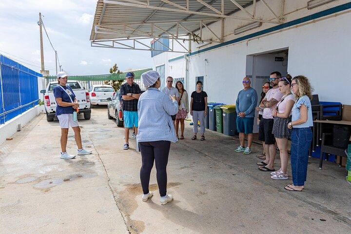 Tavira: Guided Table Olives Factory Tour & Tasting Experience