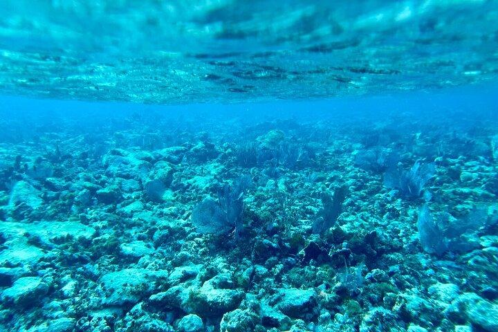 Key Largo Coral Reef Half Day Snorkel Trip