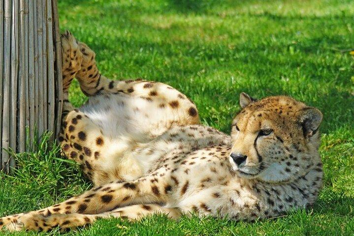 Full day tour: Cheetah outreach, Stellenbosch and Giraffe House