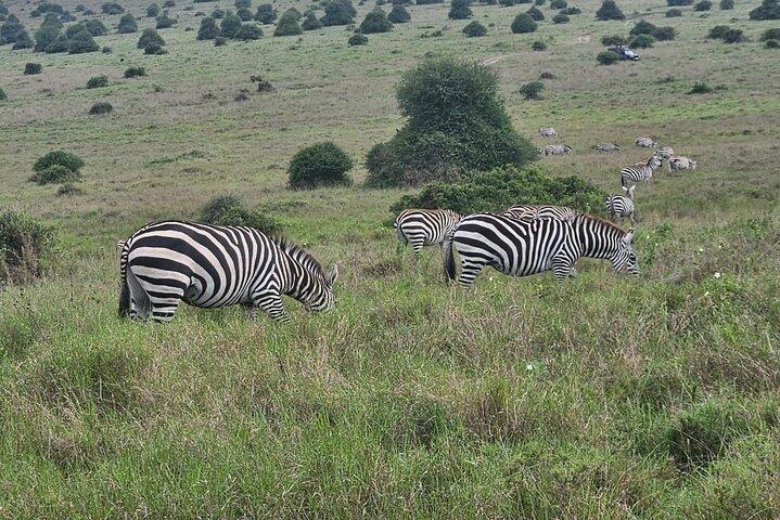 Top-Rated Nairobi National Park Safari And Kobe Beads Experience