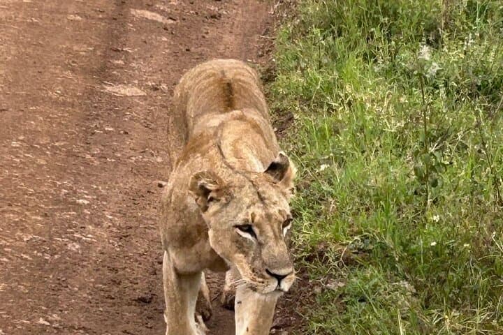 Half Day Nairobi National Park Experience