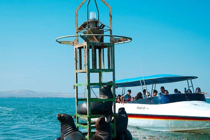 Full Day Lima Paracas & Adrenaline Tour in Huacachina