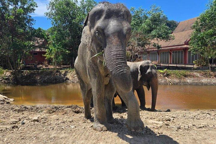 Phuket: Elephant Nature Walk - Guided Tour with Transport