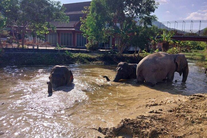 Phuket: Elephant Nature Walk - Guided Tour with Transport