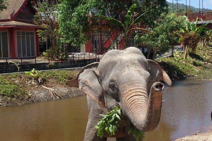 Phuket: Elephant Nature Walk - Guided Tour with Transport