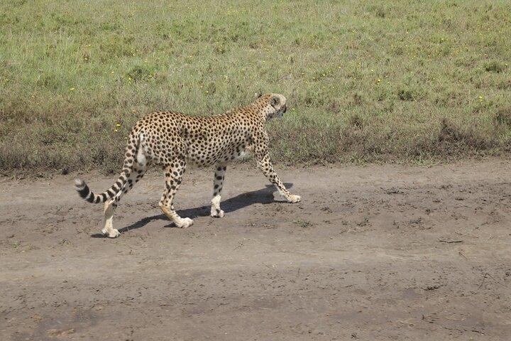 3-Day Serengeti National Park Private Multi-day Tours