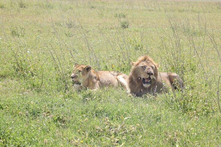 2 Days Safari Adventure in Tanzania