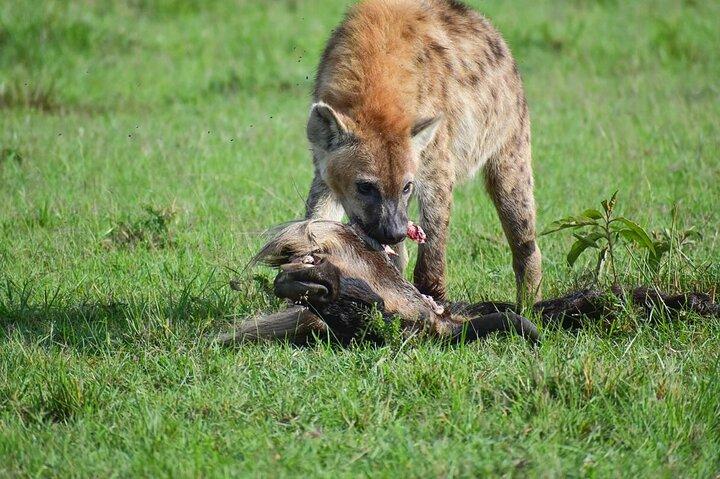 2 Days Safari Adventure in Tanzania